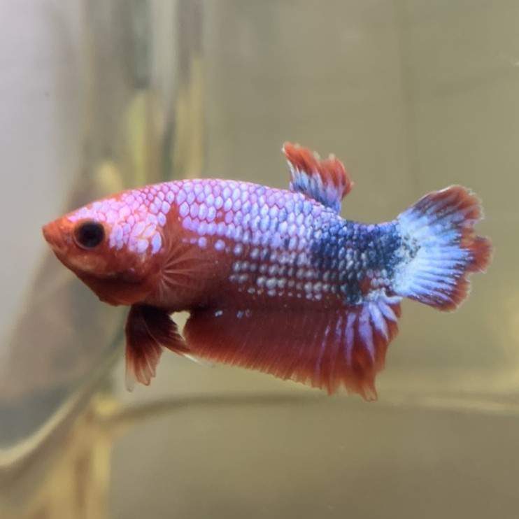 Siamese fighting fish Available for rehoming Betta splendens 