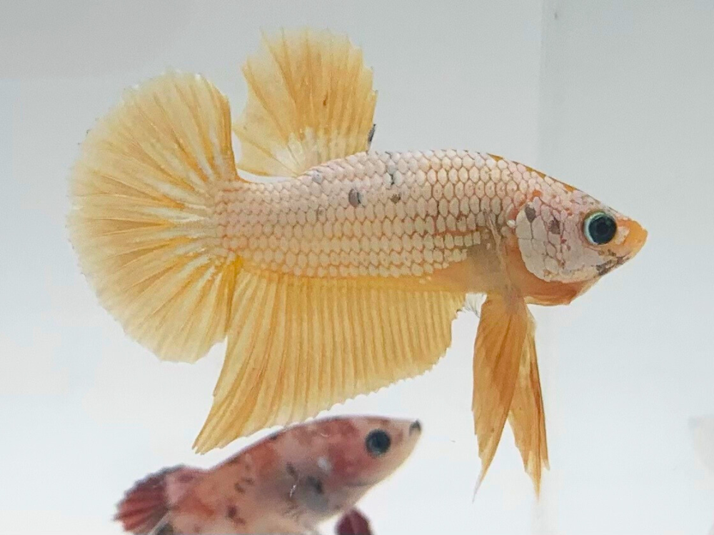 Siamese fighting fish Retired Betta splendens 