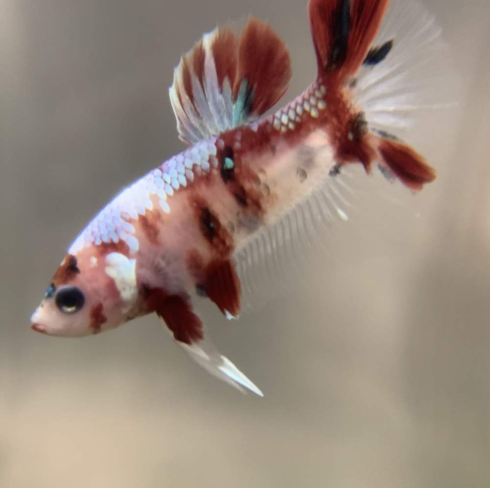 Siamese fighting fish Breeder Betta splendens 