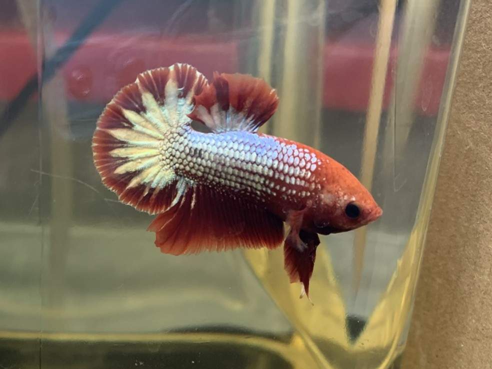 Siamese fighting fish Breeder Betta splendens 