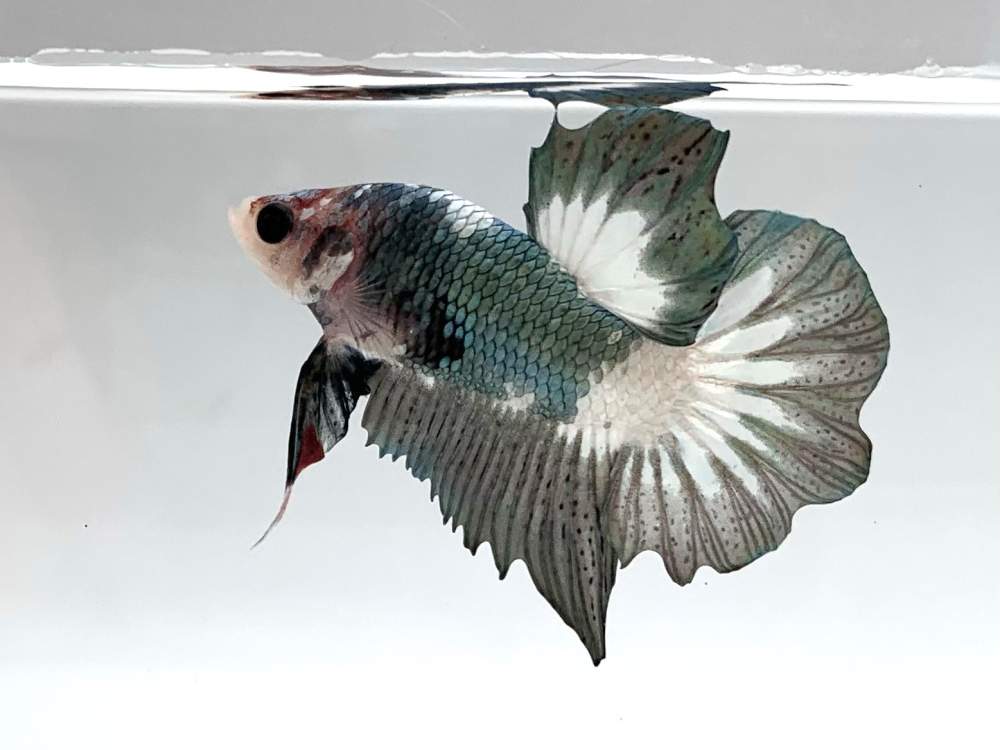 Siamese fighting fish Deceased Betta splendens 
