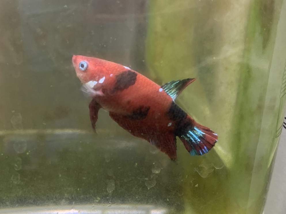 Siamese fighting fish Breeder Betta splendens 