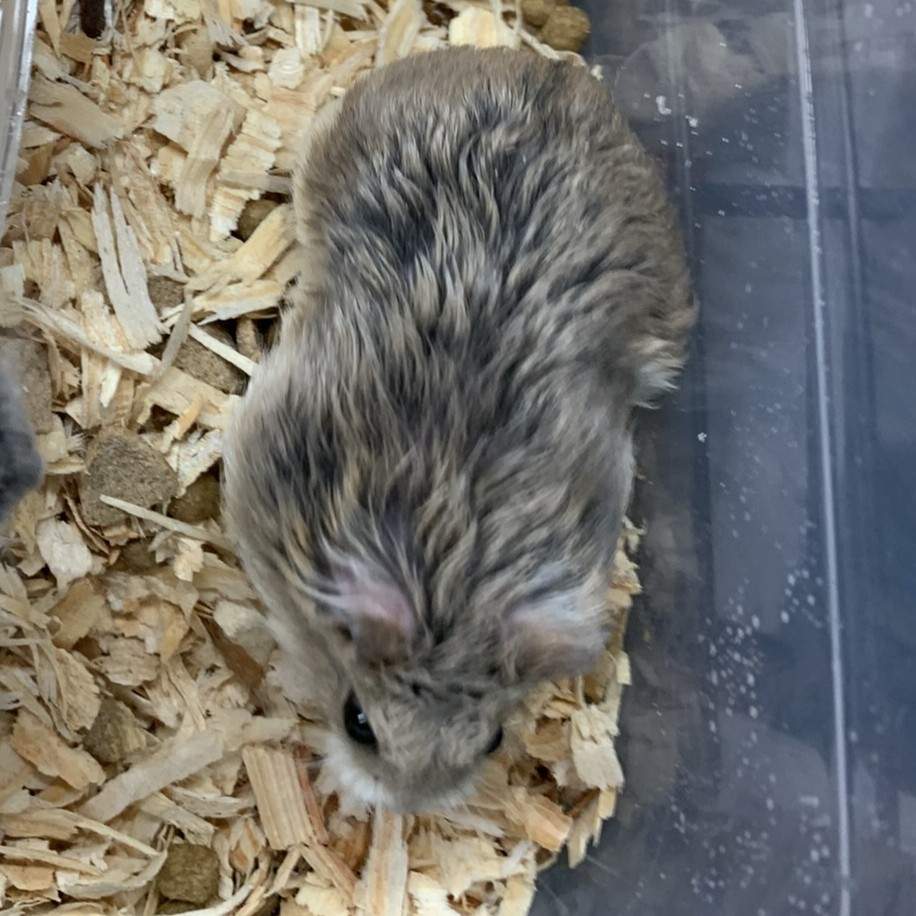 Campbells dwarf hamster Breeder Phodopus campbelli 