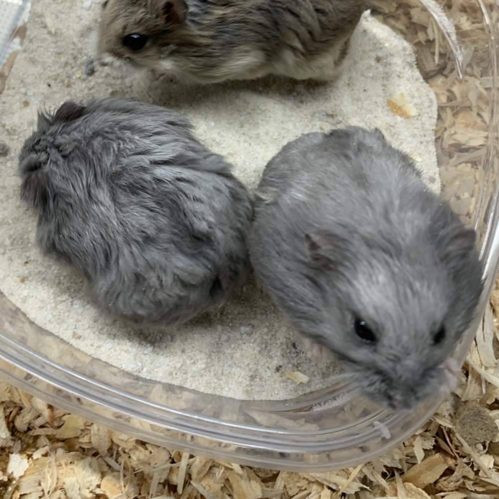Campbells dwarf hamster Breeder Phodopus campbelli 