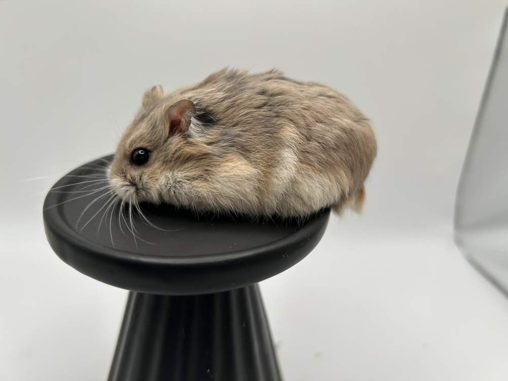 Campbells dwarf hamster Breeder Phodopus campbelli 