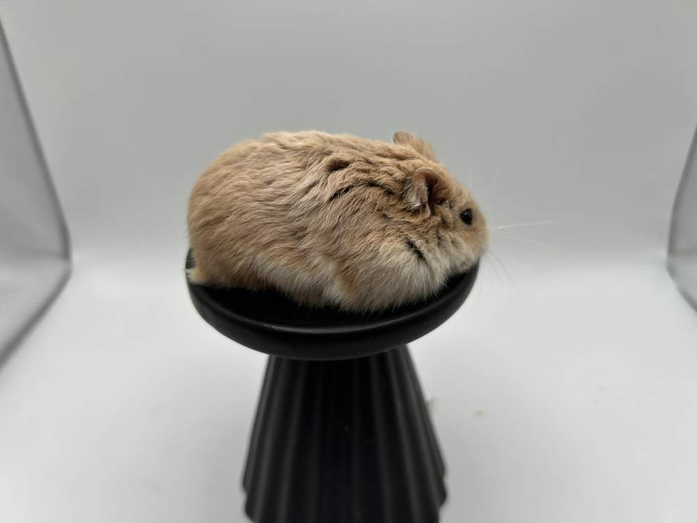 Campbells dwarf hamster Pet only Phodopus campbelli 