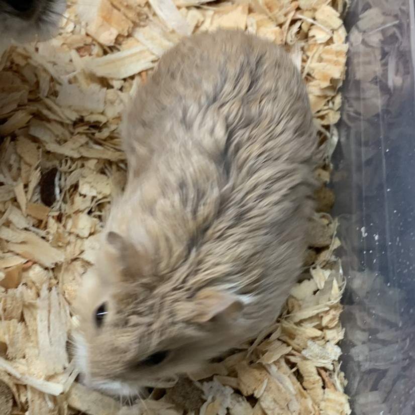Campbells dwarf hamster Breeder Phodopus campbelli 