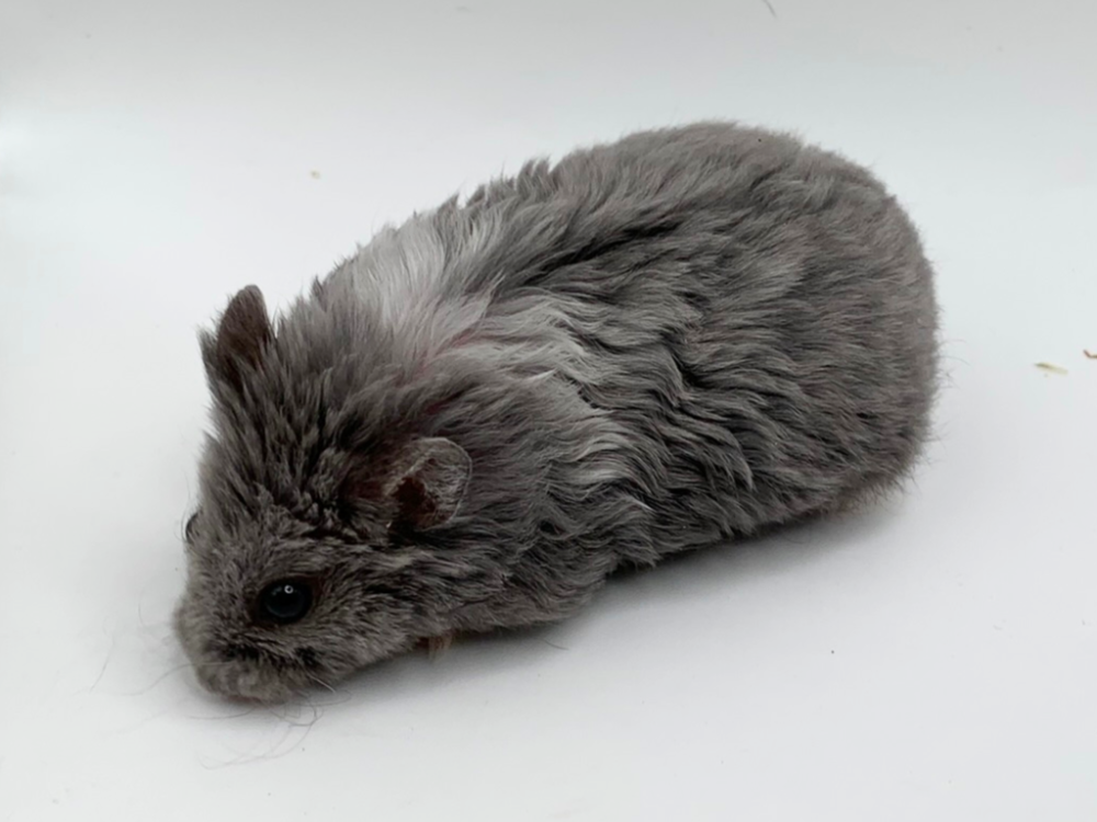 Campbells dwarf hamster Breeder Phodopus campbelli 