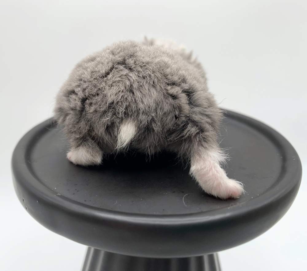 Campbells dwarf hamster Breeder Gregory #28431
