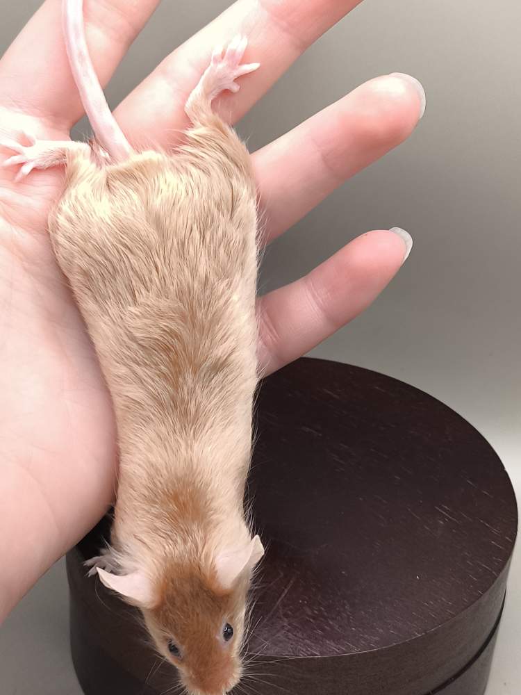 Fancy mouse Breeder Mus musculus 