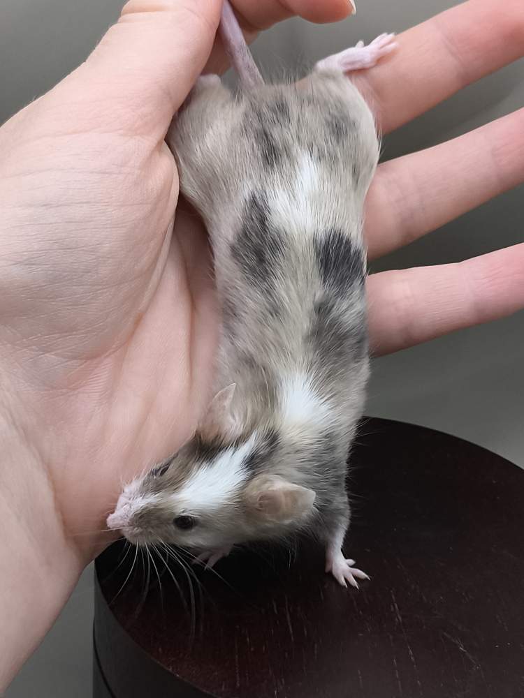 Fancy mouse Breeder Mus musculus 