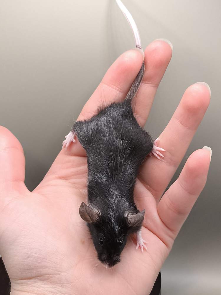 Fancy mouse Pet only Mus musculus 