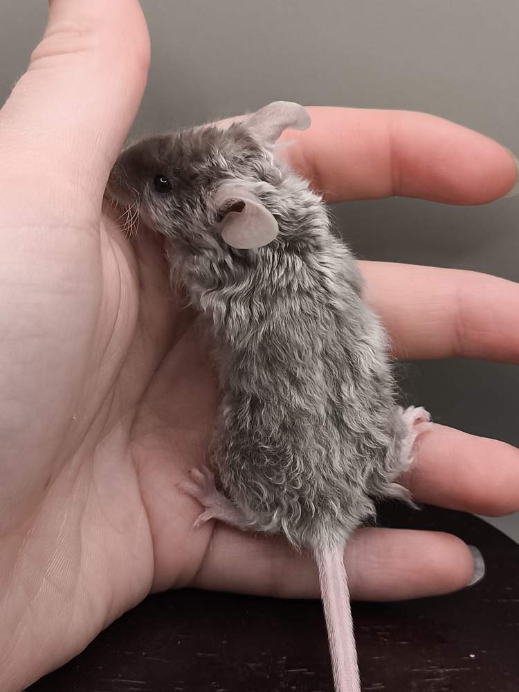 Fancy mouse Pet only Mus musculus 