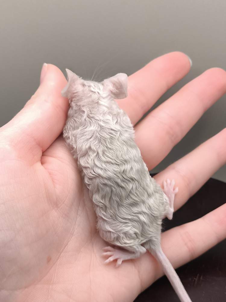 Fancy mouse Pet only Mus musculus 