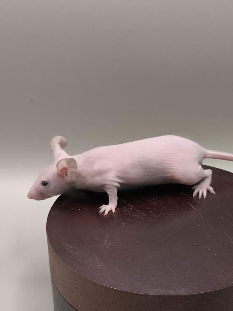 Fancy mouse Pet only Mus musculus 