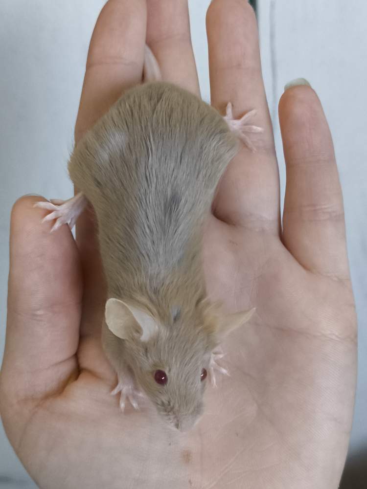 Fancy mouse Pet only Mus musculus 