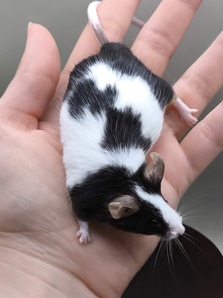 Fancy mouse Pet only Mus musculus 