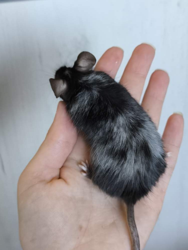 Fancy mouse Pet only Mus musculus 