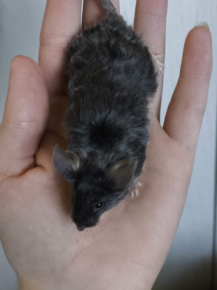 Fancy mouse Pet only Mus musculus 