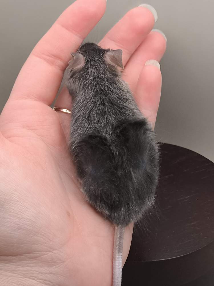 Fancy mouse Pet only Mus musculus 