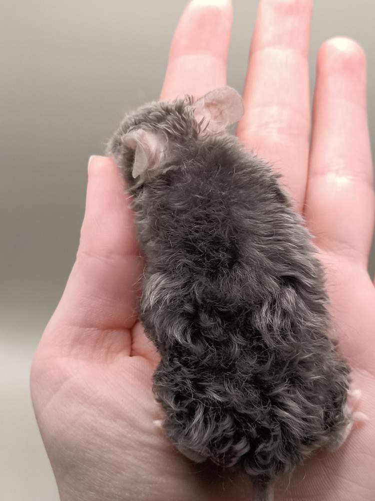 Fancy mouse Pet only Mus musculus 