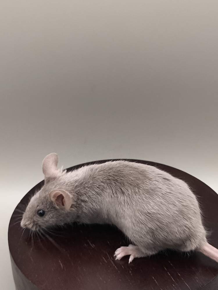 Fancy mouse Breeder Mus musculus 