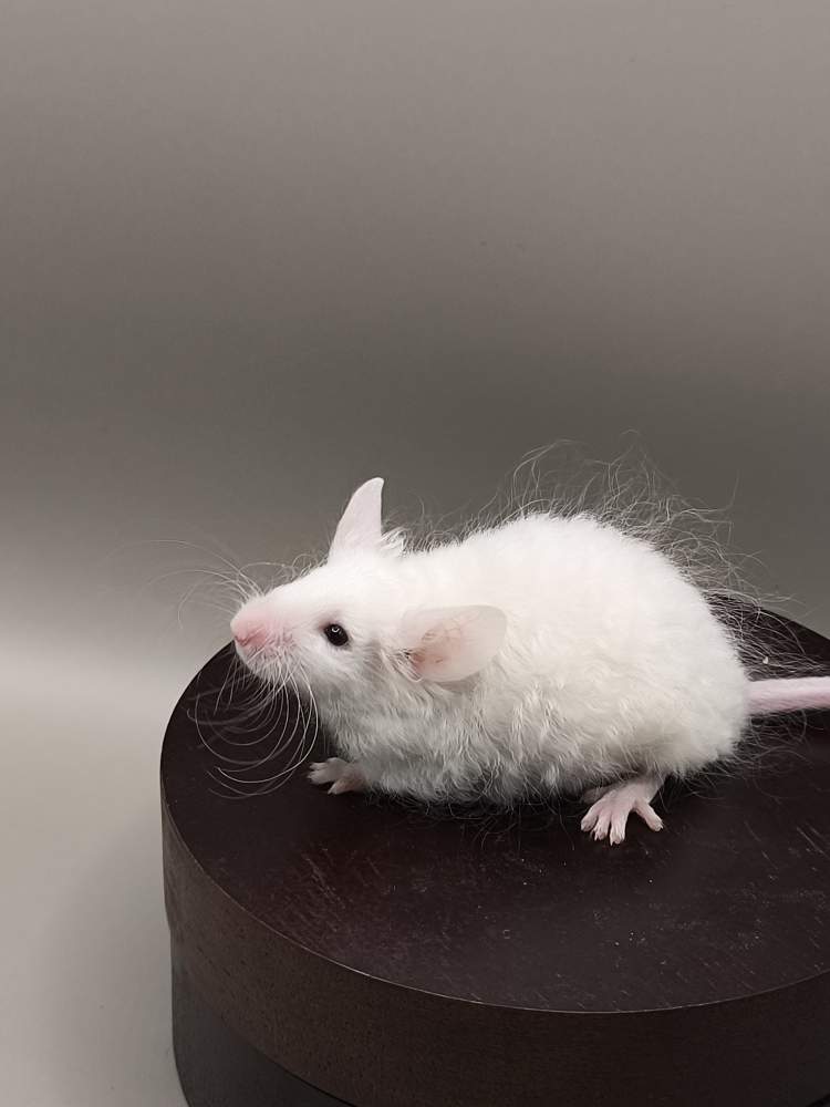 Fancy mouse Pet only Mus musculus 