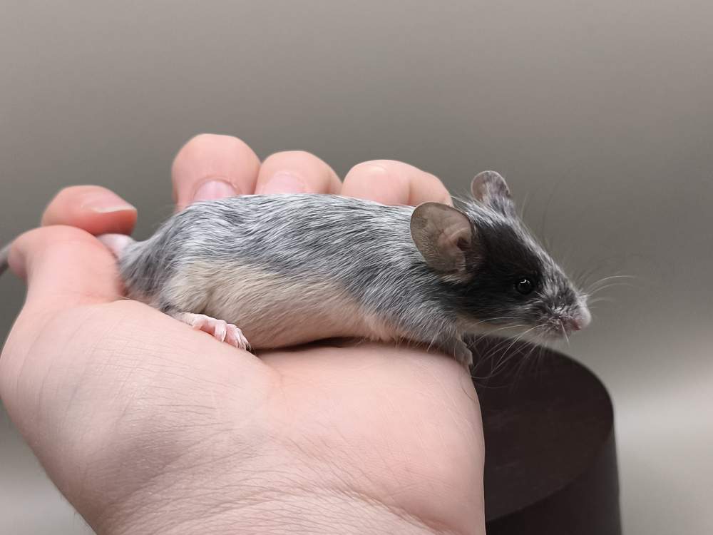 Fancy mouse Breeder Mus musculus 