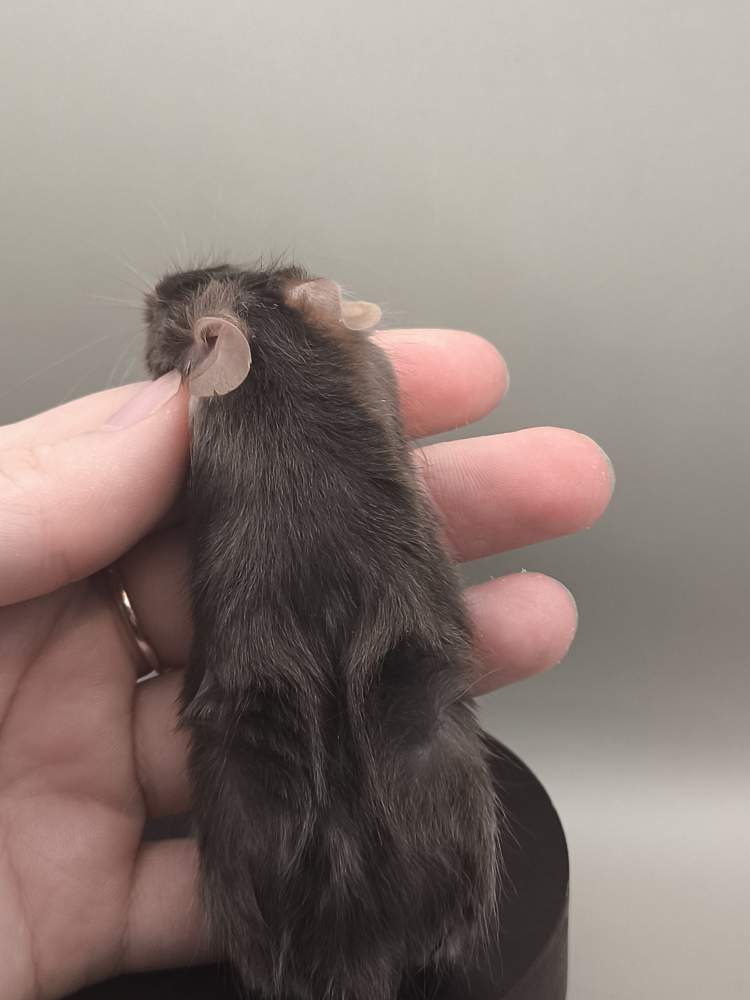 Fancy mouse Pet only Mus musculus 