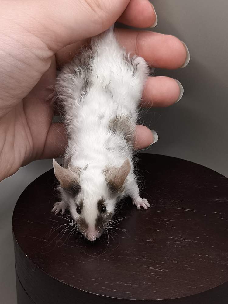 Fancy mouse Pet only Mus musculus 