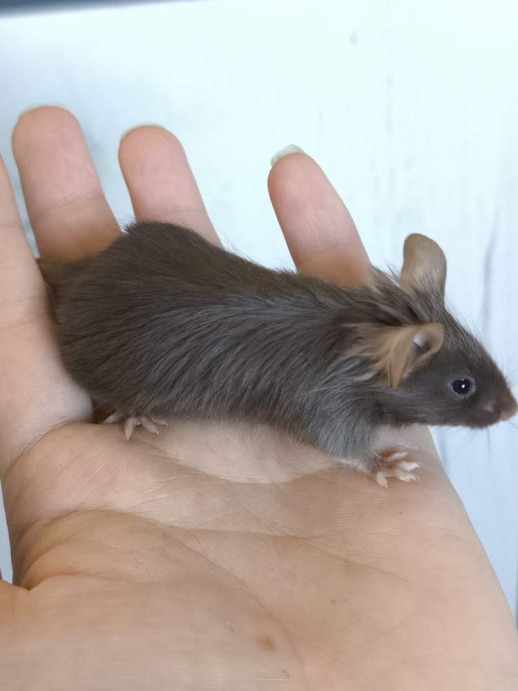 Fancy mouse Pet only Mus musculus 
