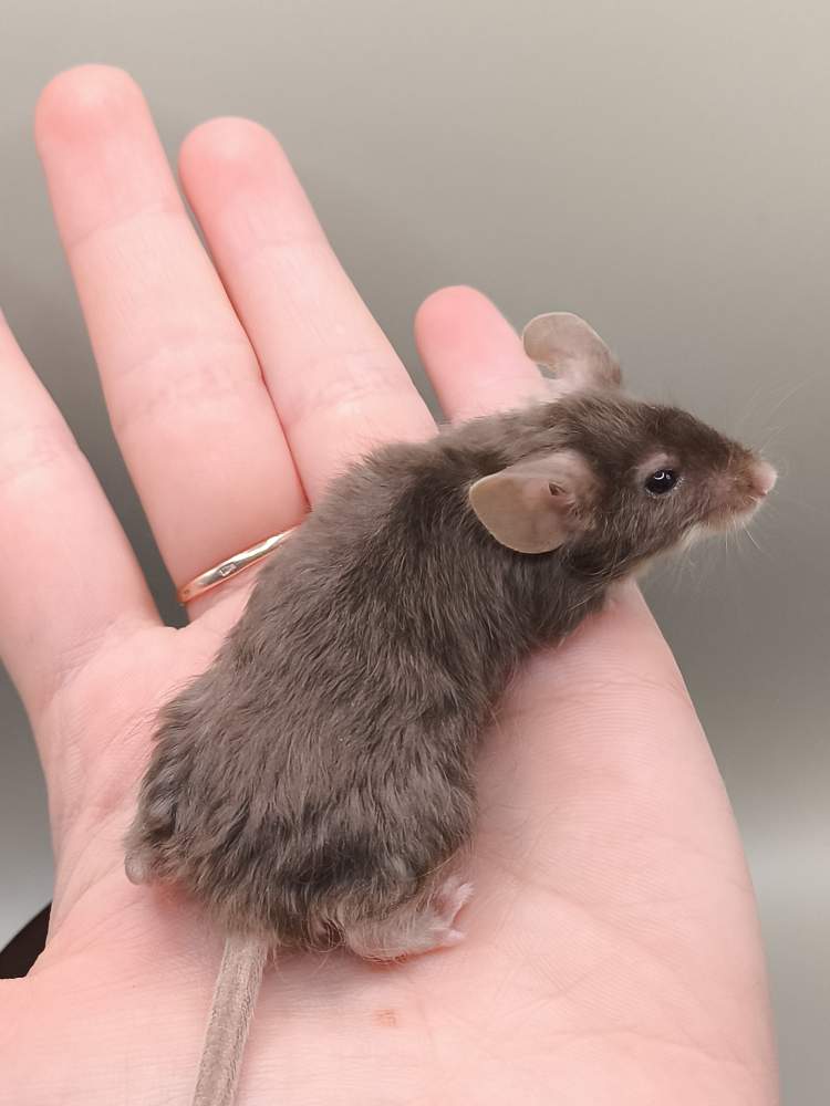 Fancy mouse Breeder Mus musculus 