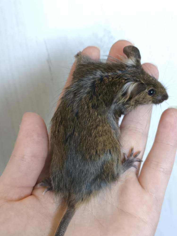 Fancy mouse Breeder Mus musculus 