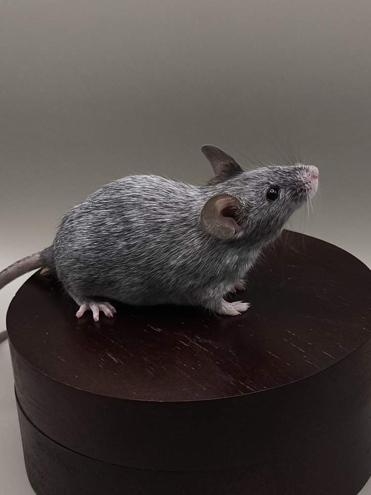 Fancy mouse Breeder Mus musculus 