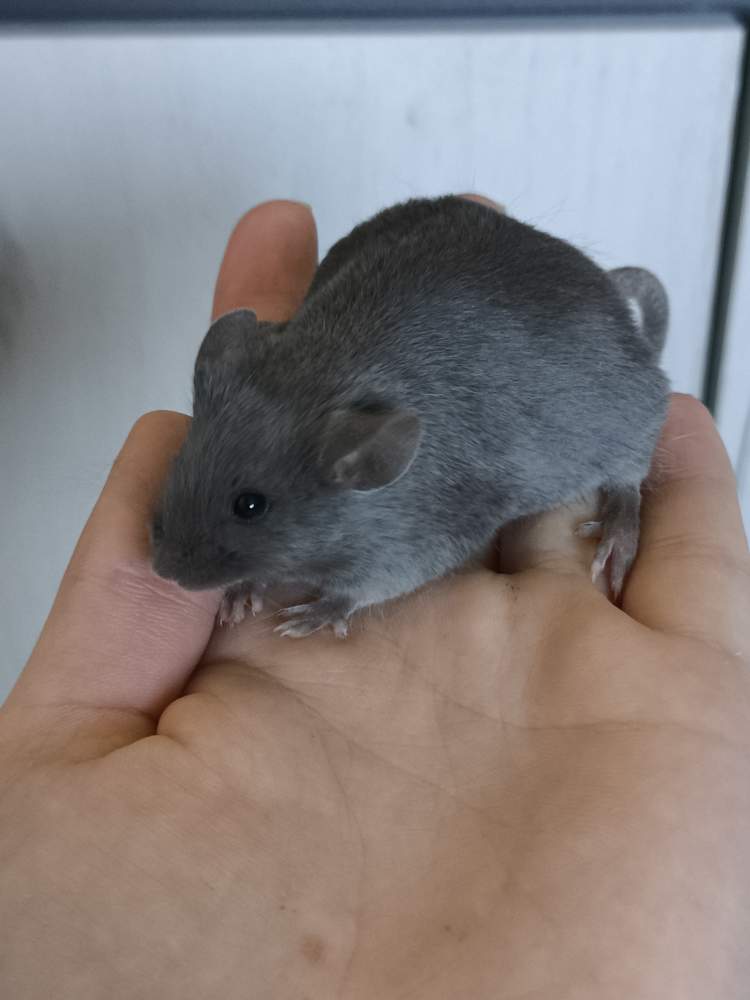 Fancy mouse Pet only Mus musculus 
