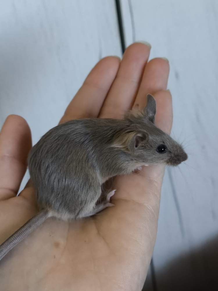 Fancy mouse Pet only Mus musculus 