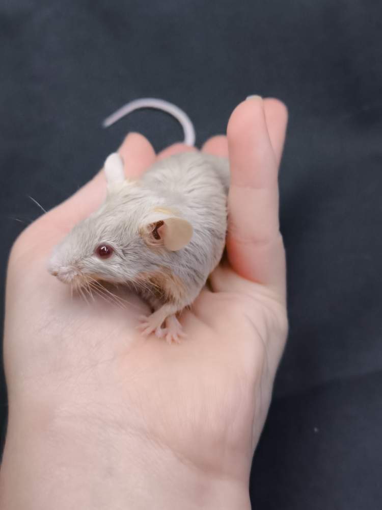 Fancy mouse Pet only Mus musculus 