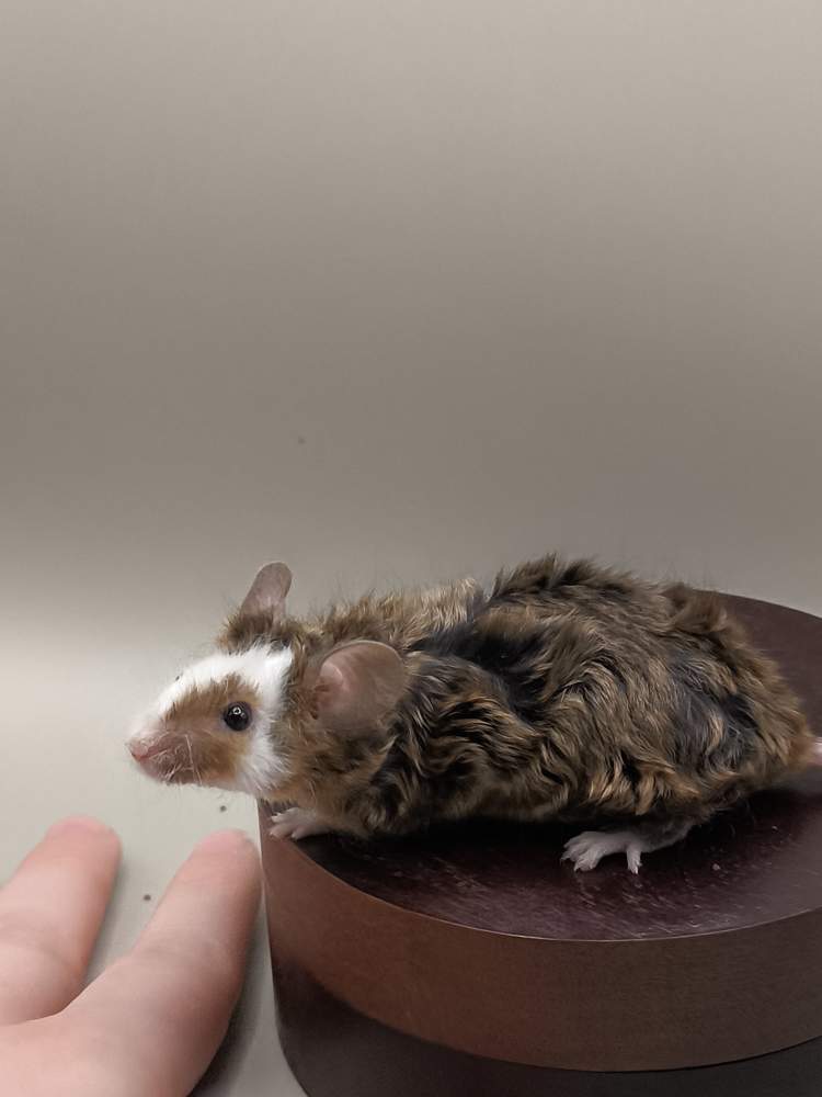 Fancy mouse Pet only Mus musculus 