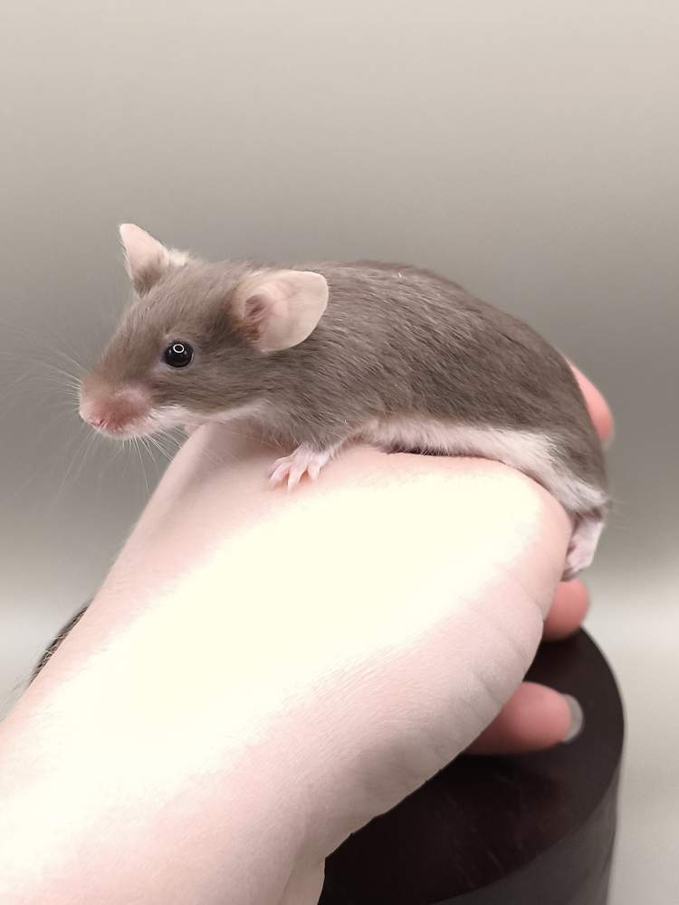 Fancy mouse Breeder Mus musculus 