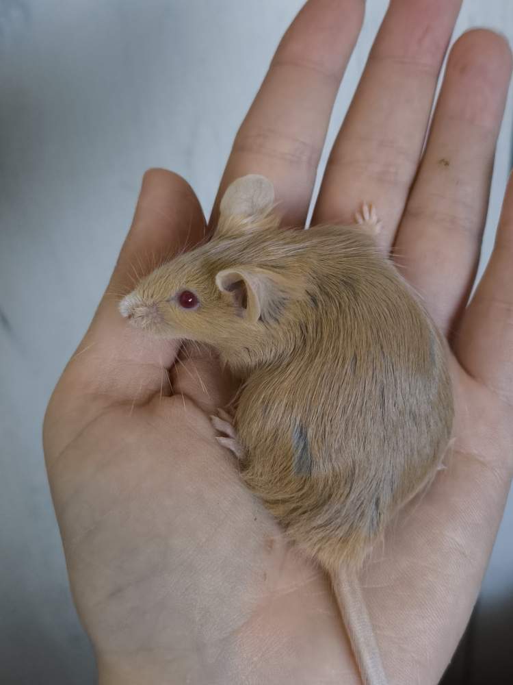 Fancy mouse Breeder Mus musculus 