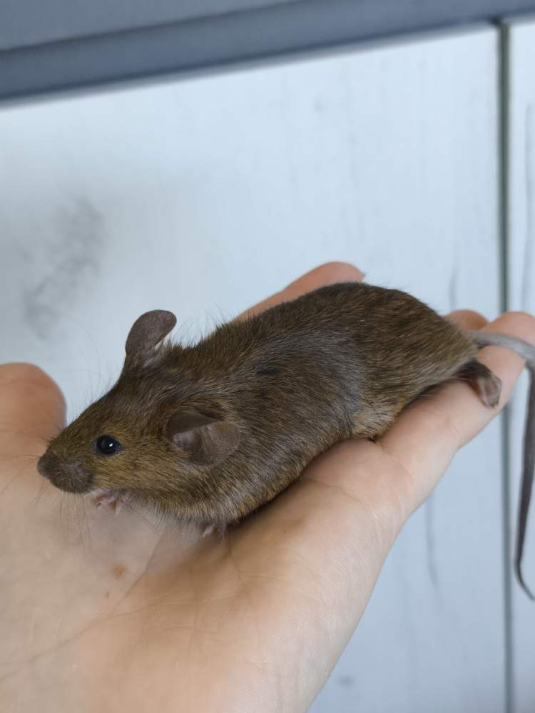 Fancy mouse Pet only Mus musculus 