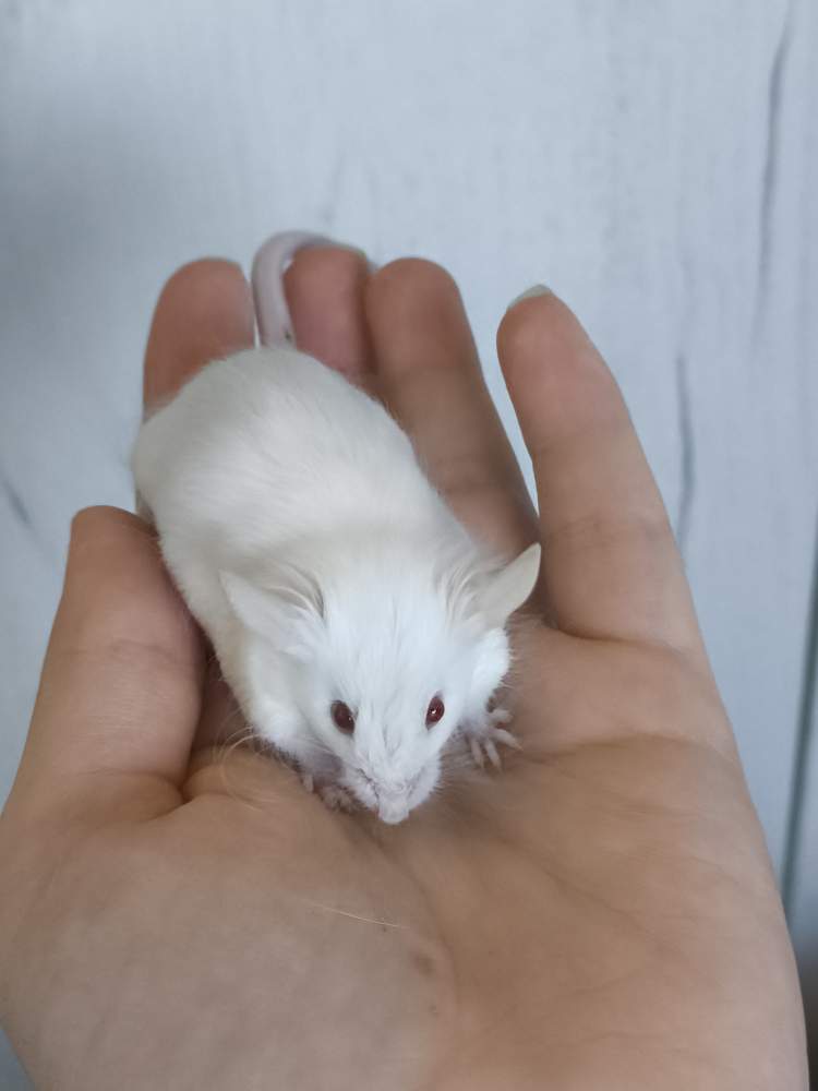 Fancy mouse Pet only Mus musculus 