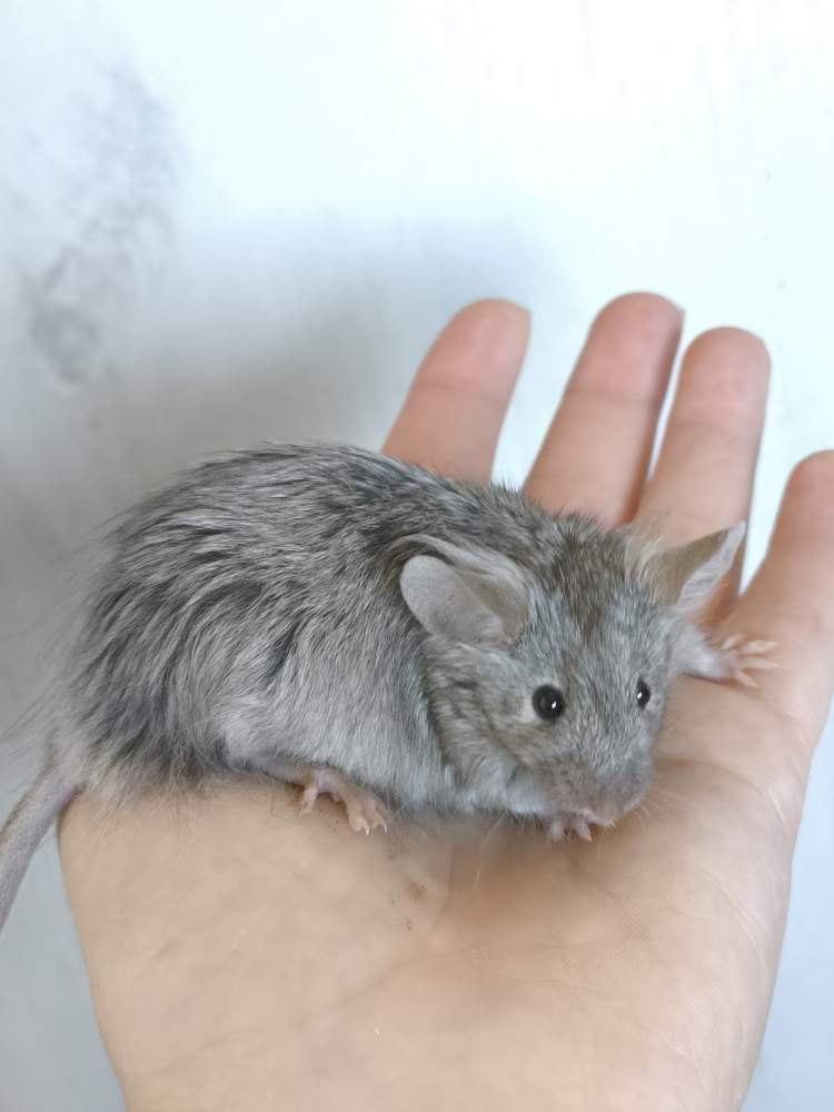 Fancy mouse Pet only Mus musculus 