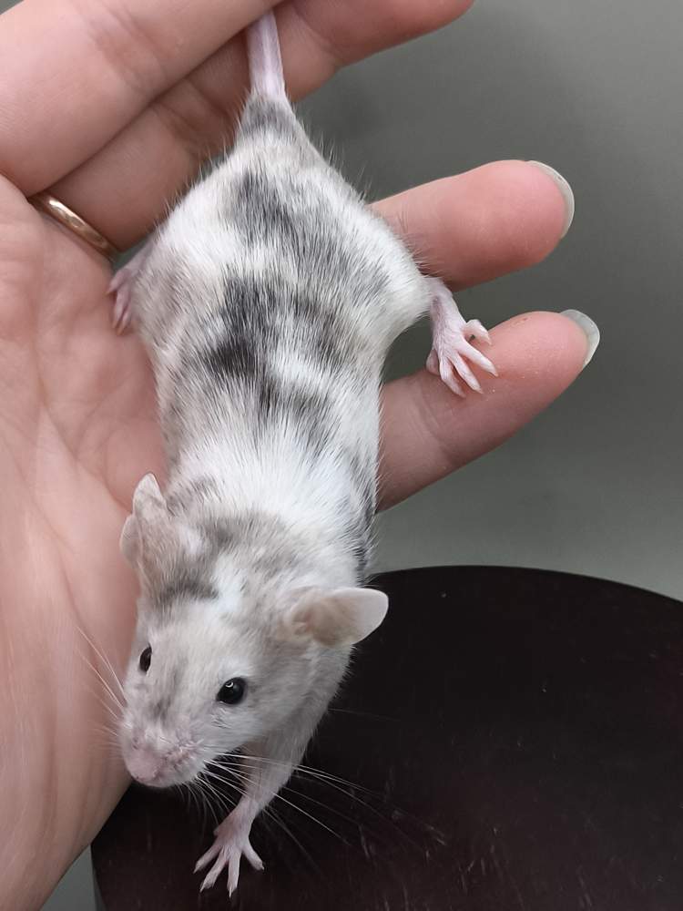 Fancy mouse Breeder Mus musculus 