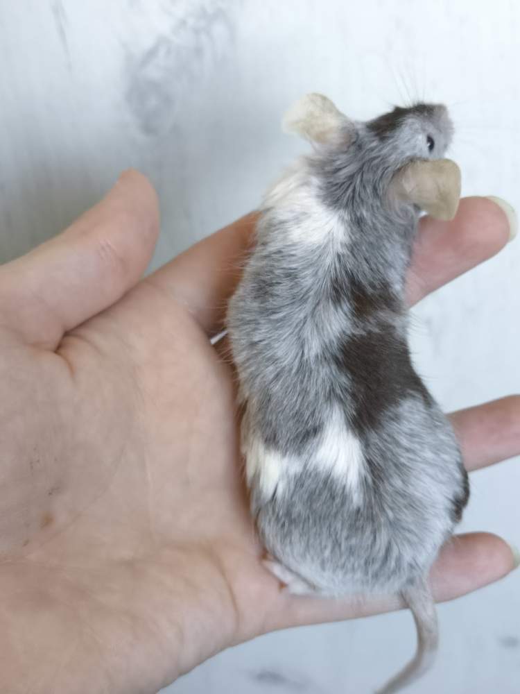 Fancy mouse Breeder Mus musculus 