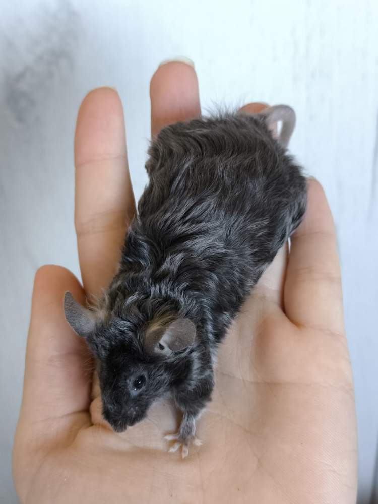 Fancy mouse Deceased Mus musculus 