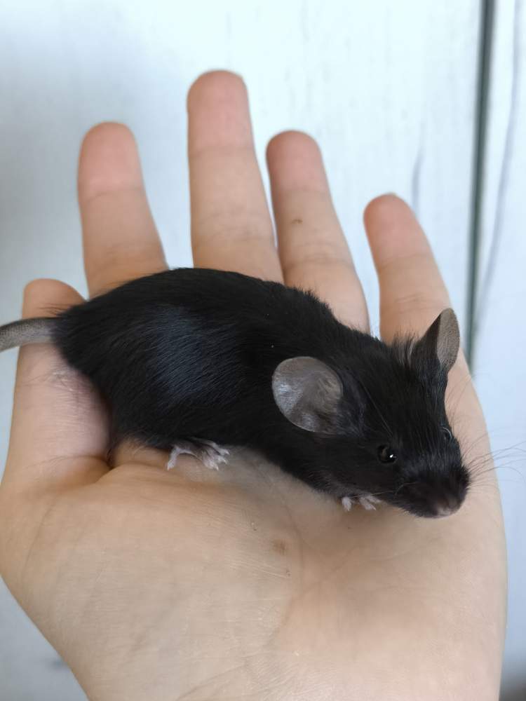 Fancy mouse Pet only Mus musculus 