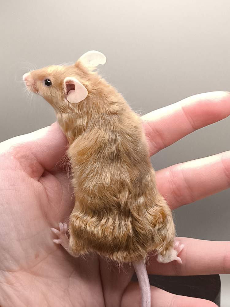 Fancy mouse Breeder Mus musculus 
