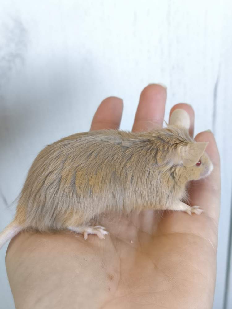 Fancy mouse Breeder Mus musculus 