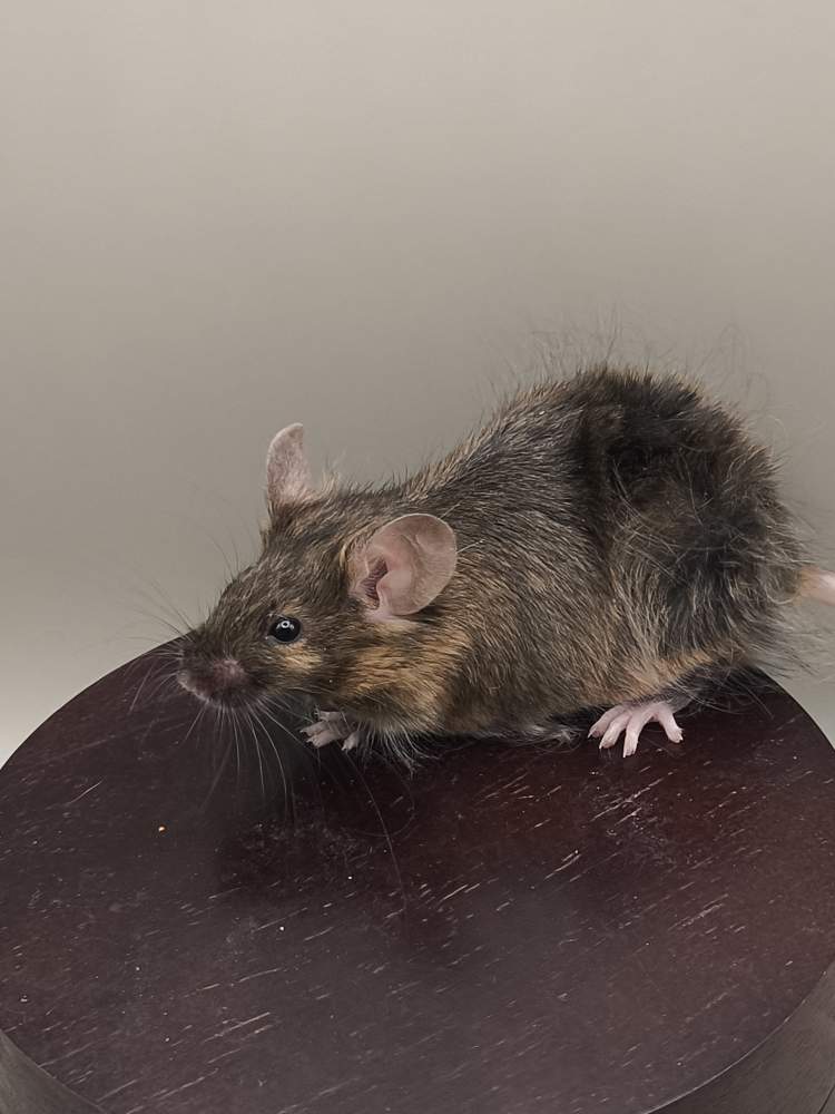 Fancy mouse Pet only Mus musculus 